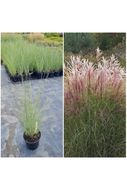 Міскантус китайський Монінг Лайт - 3л/вис.40-60см/Ø15-20см